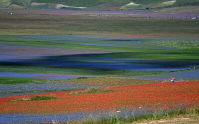 I meravigliosi colori della fioritura di Castelluccio
