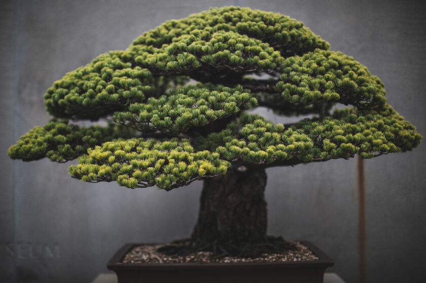 bonsai