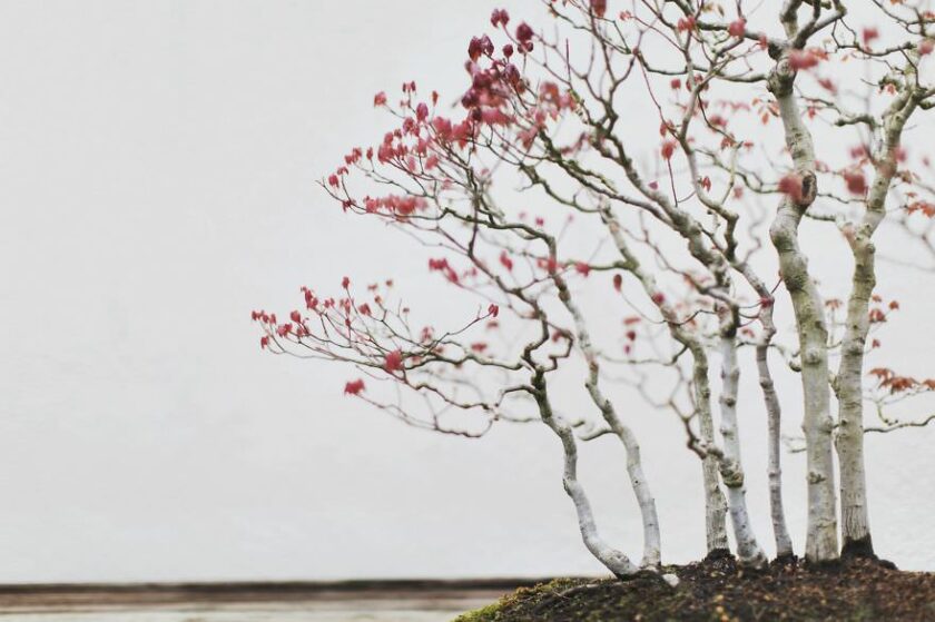 la bellezza dei bonsai