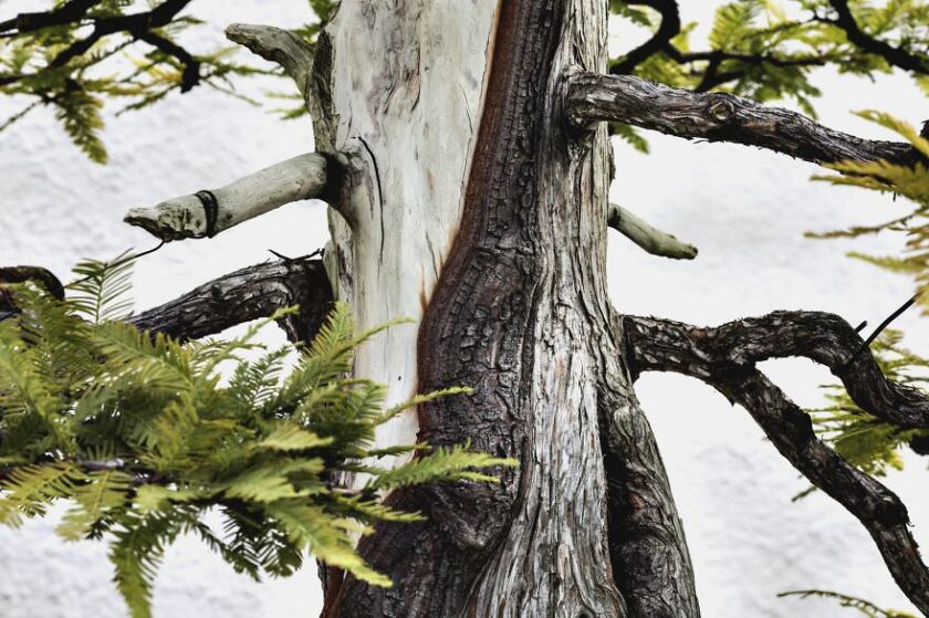 la bellezza dei bonsai