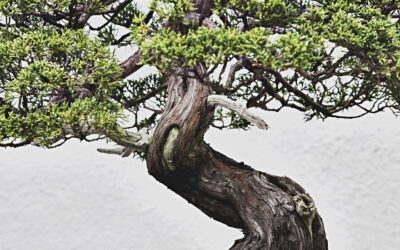 La bellezza dei Bonsai, fotografati da Stephen Voss