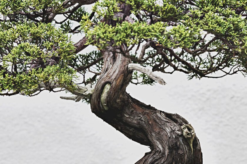 la bellezza dei bonsai