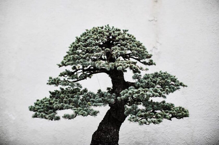 albero bonsai