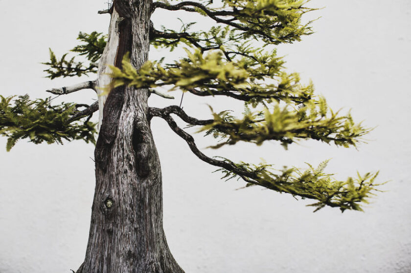 albero bonsai