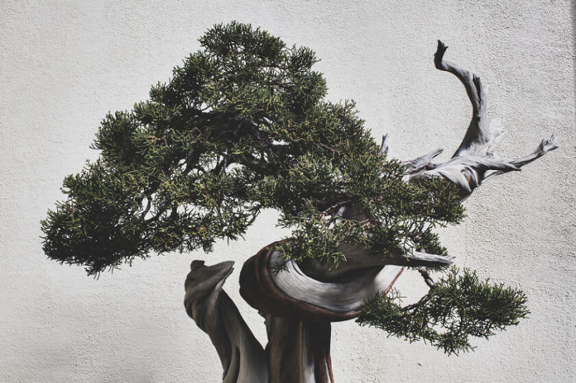 bonsai