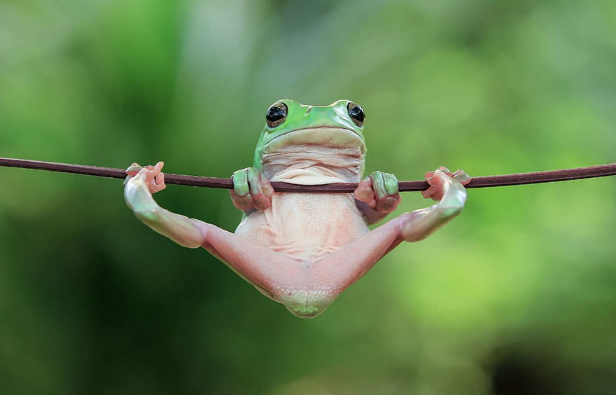 Rane mai viste fotografate da Tanto Yensen