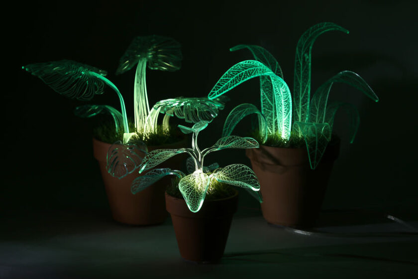 piante luminose