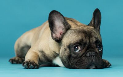 Buffe e simpatiche espressioni di cani colte da Off Leash Studio