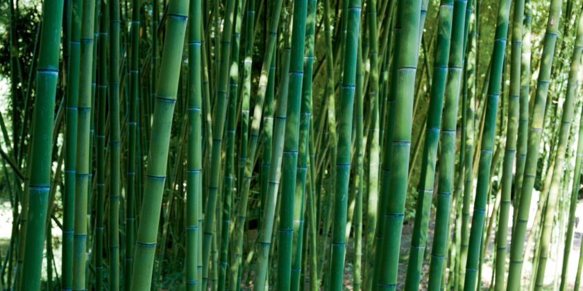 labirinto di bambu
