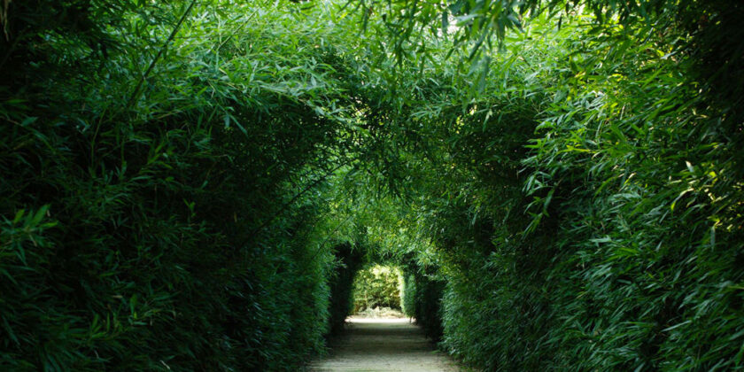 labirinto di bambu