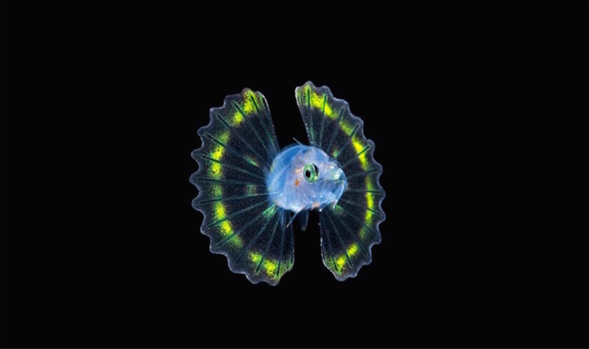 Larval Lionfish - Steven Kovacs