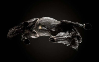 La nuova sfida fotografica di Andrius Burba, Under-Horse