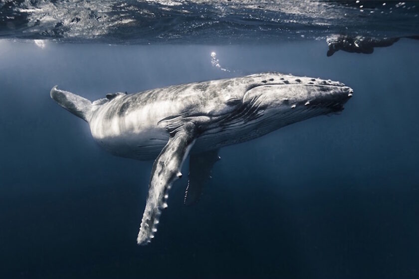 Whale Calf Posing - Christophe Lapeze