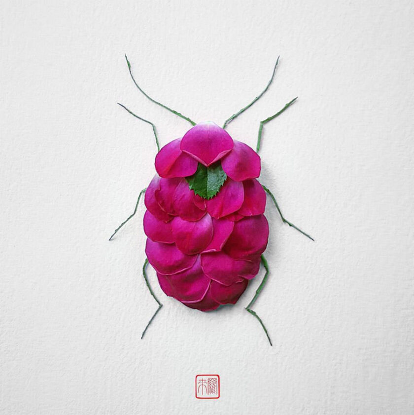 Insetti dai Fiori