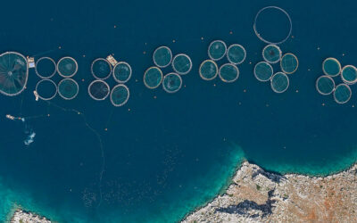 Sorprendenti fotografie aeree di coltivazioni costiere