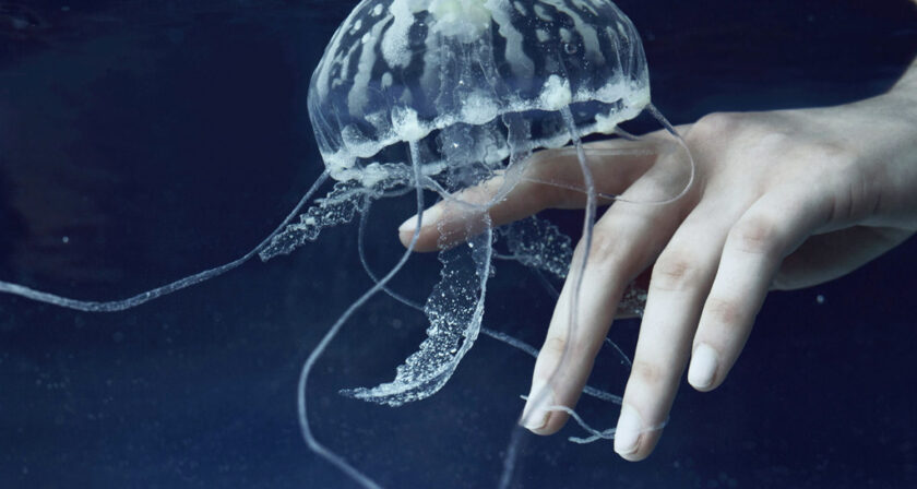 marta bevacqua