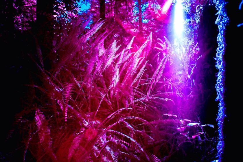 Kodak Aerochrome