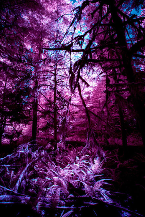 Kodak Aerochrome