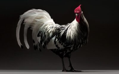 L'eleganza dei polli negli scatti di Moreno Monti e Matteo Tranchellini