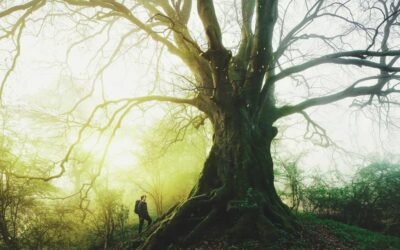 La bellezza segreta degli alberi di Kilian Schönberger