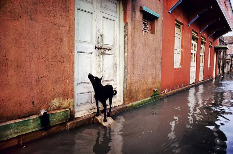 Steve McCurry