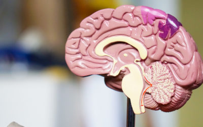 Neuroarchitettura, il valore delle neuroscienze applicate all'Architettura