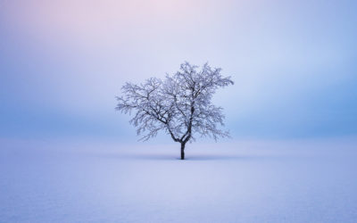 La solitaria bellezza degli alberi finlandesi negli scatti di Mikko Lagerstedt