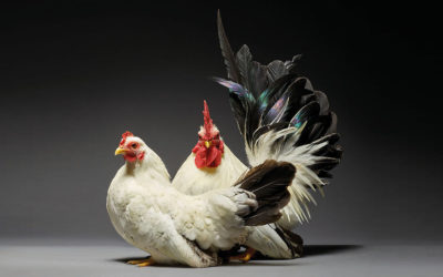 I polli innamorati negli scatti di Moreno Monti e Matteo Tranchellini