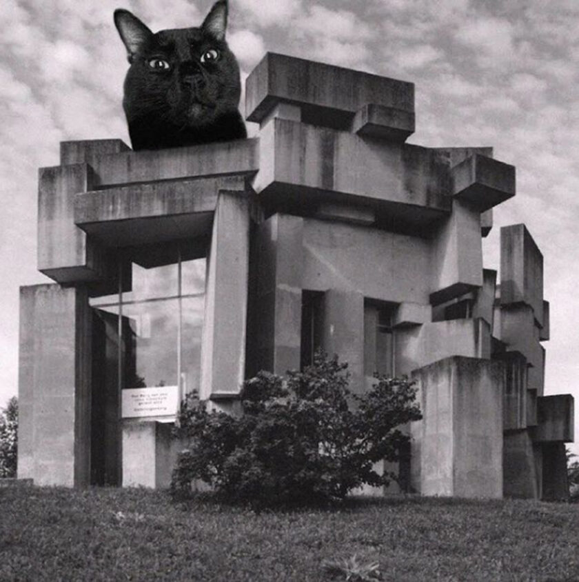 gatti e Architettura