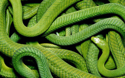 La bellezza dei serpenti di Guido Mocafico
