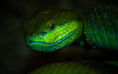 L'espressività dei serpenti catturata da Ben Simon Rehn