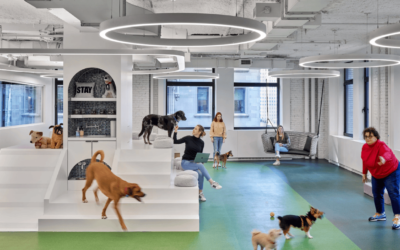 Uffici per cani e i loro umani, BarkBox a New York