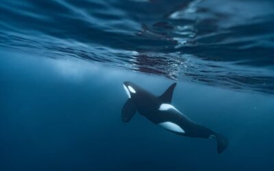Le maestose orche dell'Artico norvegese in una straordinaria serie fotografica