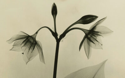 I fiori a raggi x del Dott. Dain L. Tasker