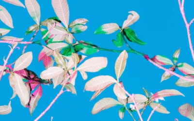 I fiori fluo di Cru Camara
