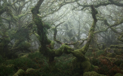 "Mystical" di Neil Burnell, fotografie di una foresta incantata