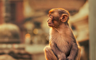 Gli animali delle strade fotografati da Ashraful Arefin