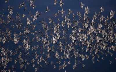 La fotografia eterea di Rinko Kawauchi