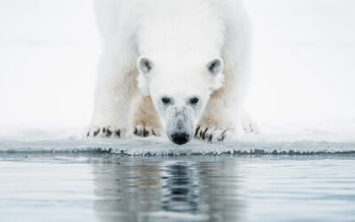 I paesaggi nordici di Benjamin Hardman