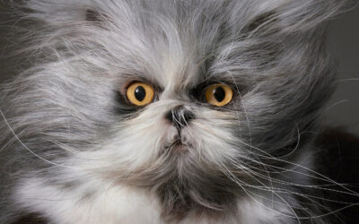 "Feline", l’universo dei gatti nello sguardo di Tim Flach