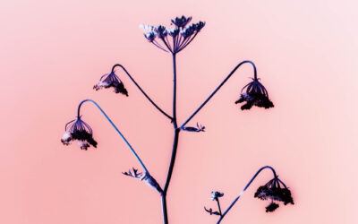 “Flowers for Bea”, la bellezza dei fiori di Brendan Barry