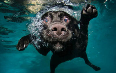 Underwater Dogs di Seth Casteel