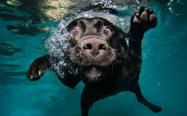 Underwater Dogs di Seth Casteel
